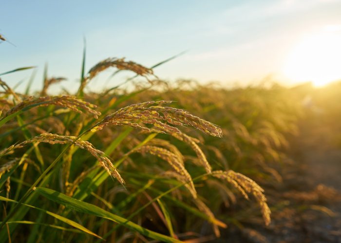 A large green rice field with green rice plants in rows in Valencia sunset