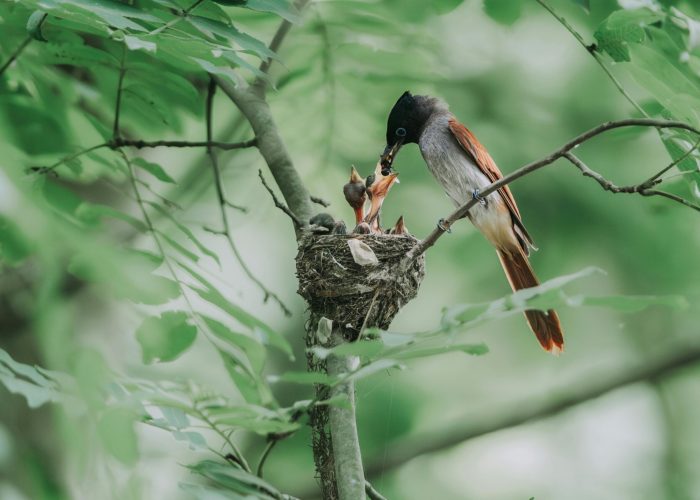 pexels-mr-yin-586337898-17235406