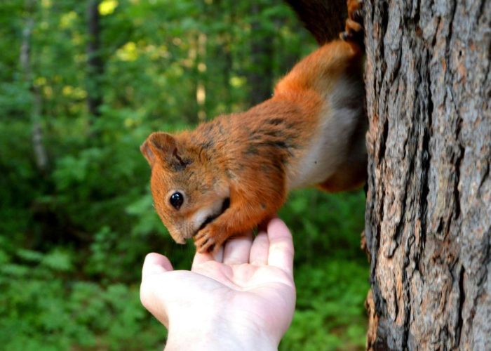 pexels-pixabay-417328