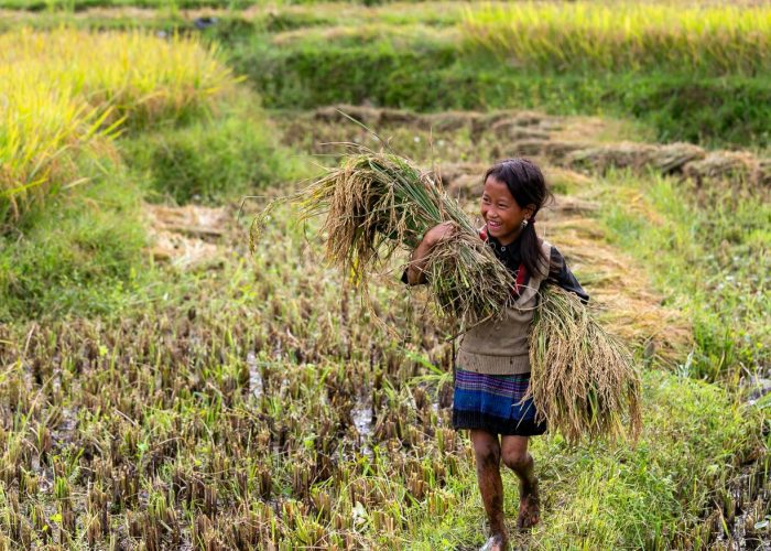 pexels-son-hoa-nguyen-2155579462-33908176