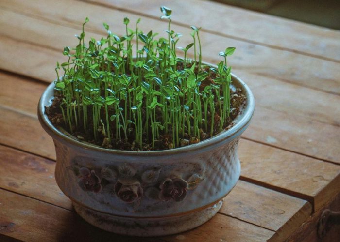 pexels-tivasee-17374727-11579262